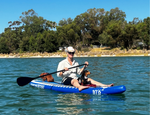 Sailing into 2025 with some of the office mascots, Jaffa and Abby